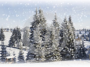 Winter Christmas card. Snowing landscape