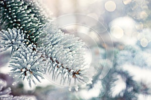 Winter Christmas evergreen tree background. Ice covered blue spruce branch close up. Frost branch of fir tree covered with snow,