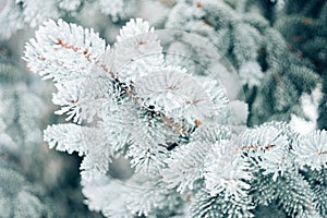 Winter Christmas evergreen tree background. Ice covered blue spruce branch close up. Frost branch of fir tree covered with snow,