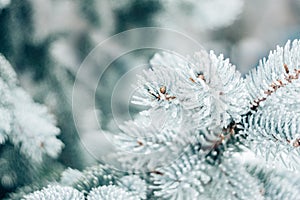 Winter Christmas evergreen tree background. Ice covered blue spruce branch close up. Frost branch of fir tree covered with snow,