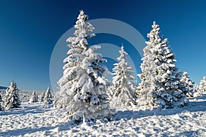 Winter Christmas landscape