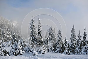 Winter or Christmas landscape. Trees under heavy fresh snow.