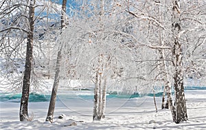 Winter Christmas Landscape In White Tones With Calm Turquoise River, Surrounded By Birch Trees.Siberian Landscape With Snowy Trees