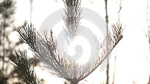 Winter christmas landscape, winter beauty. Bright rays of the setting sun, sunlight glare. Natural xmas decoration