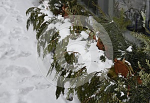 Winter Christmas outdoor flower arrangemen