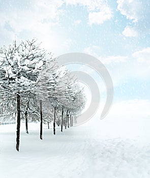 Winter Christmas snow scene