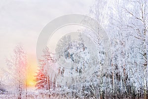 Winter Christmas stage background with copy space. Snow landscape with trees covered with snow under the open sky at sunset