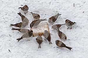 A Winter Circle of Sparrows in the Snow