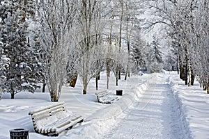 Winter city landscape in a snow-covered park