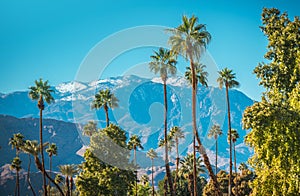 Winter in the City of Palm Springs California photo