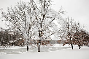 Winter in the city park