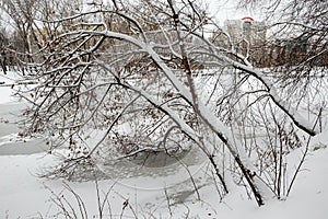 Winter in the city park