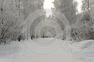 Winter city park in Russia. Trees covered with hoarfrost, severe frosts. The trail in the winter park