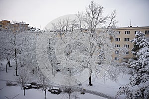 Winter in the city park with tree branches covered with snow