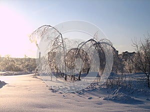 In winter, the city Park, trees and shrubs are buried in snow at sunset on a clear frosty day. The branches of the trees bend