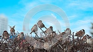 A winter cityscape. A colony of house sparrows on a bush against a bright blue sky in anticipation of spring with ringing chirps.