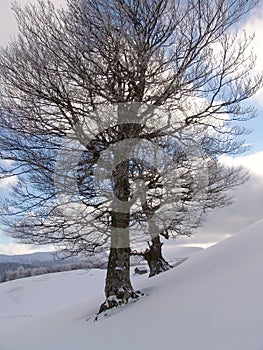 Winter in Ciucas Mountains