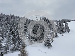 Winter clasic scenery with trees and snow photo