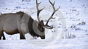 winter close up shot of a bull elk grazing in snow at yellowstone national park