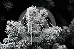 Winter close view of natural shape in deep shadow