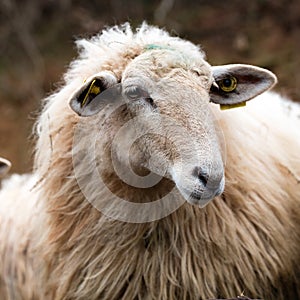 Winter closeup of one calm long wool hair sheep waiting