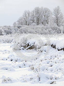 Winter cloudy landscape with frost on branches of the faraway trees