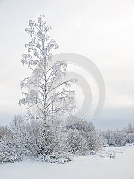 Nuvoloso gelo sul da un albero 