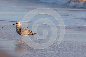 Winter coastal nature. Juvenile gull in winter plumage standing