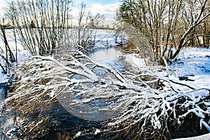 The winter cold river has not yet frozen, over the river a snow-covered tree hangs