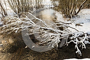 The winter cold river has not yet frozen, over the river a snow-covered tree hangs