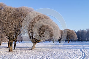 Winter cold snow park with white trees