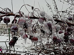 Winter coldice Landscape