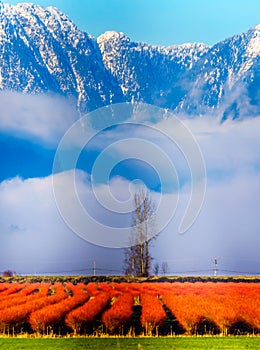 Winter colors of the blueberry fields in Pitt Polder near Maple Ridge in the Fraser Valley of British Columbia, Canada