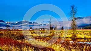 Winter colors of farmers` fields in Pitt Polder near Maple Ridge in the Fraser Valley of British Columbia, Canada