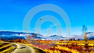 Winter colors of farmers` fields in Pitt Polder near Maple Ridge in the Fraser Valley of British Columbia, Canada