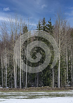 Winter colors of forest trees with snow.