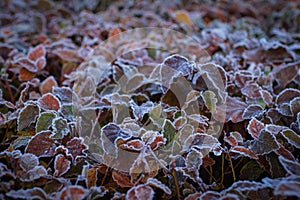 The winter is coming! Bright leaves covered with white hoarfrost.