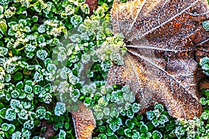 Winter is coming. The first frost. Crystals of hoarfrost on green plants and dry leaf