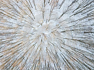 Winter is coming, first snow. Aerial view of snow and rime covered forest Cold landscape. bare trees in forest. aerial top drone