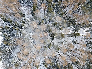 Winter is coming, first snow. Aerial view of snow and rime covered forest Cold landscape. bare trees in forest. aerial top drone