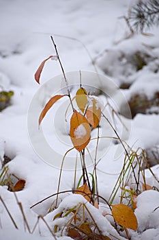 Winter is coming first snow in the forest