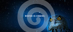 Winter Is Coming; frightened Owl on cold dark night background