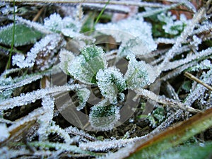 Winter is comming - white frost on green grass