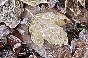 Winter concept: snow nd frost on autumn leaves. View from above