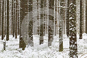 Winter coniferous dense forest in the snow