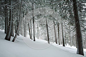Winter coniferous forest covered in snow with frost