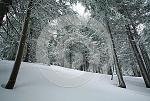 Winter coniferous forest covered in snow with frost