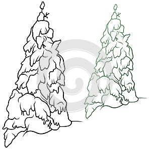 Winter Coniferous Tree