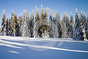 Winter conifers photo