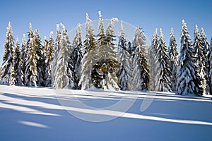 Winter conifers